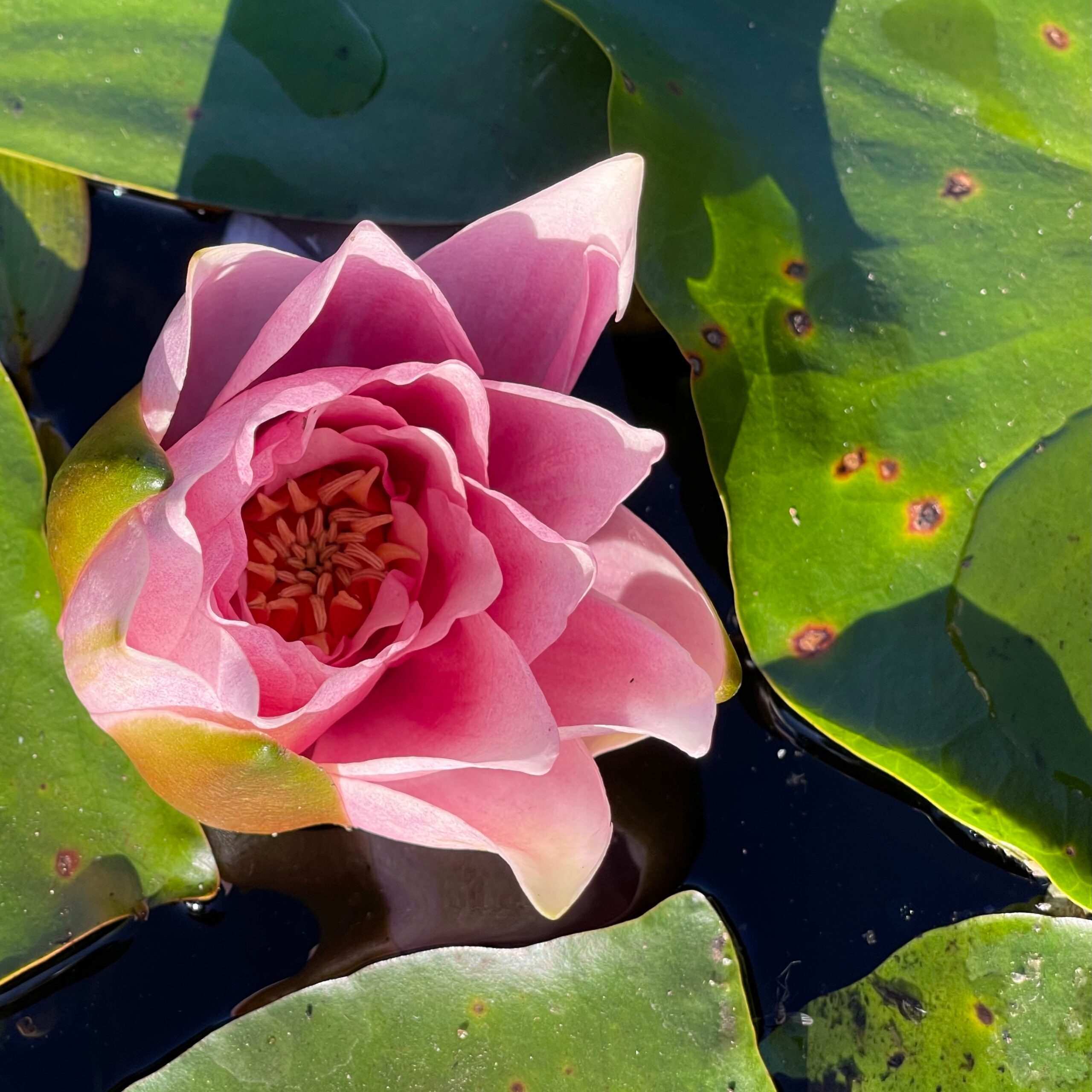 Photo de Perrine MARREC